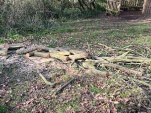 Fallen tree cut up